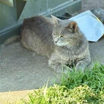 Rescue Domestic Short Hair Cats for Adoption in Woodstock, Virginia - Smidgen Estep | PetCurious