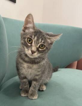 Rescue Domestic Medium Hair Cats for Adoption in Whittier, California - Ash | PetCurious