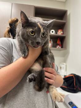 Rescue Domestic Short Hair Cats for Adoption in Greenfield, Indiana - Bassett | PetCurious