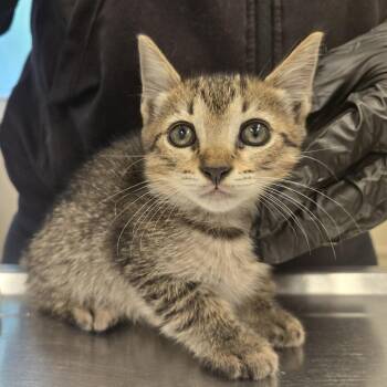 Princess Bubblegum -  Domestic Short Hair Cat for Adoption in Lake Panasoffkee, Florida - Princess Bubblegum | PetCurious