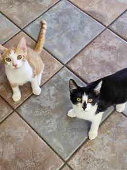 Nugget -  Domestic Short Hair Cat for Adoption in Twin Falls, Idaho - Nugget | PetCurious