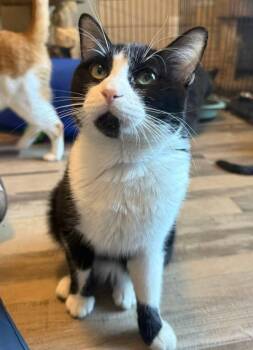 Domestic Short Hair Cats Available for Adoption - Zebra | PetCurious