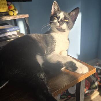 Bean Sprout -  Domestic Short Hair Cat for Adoption in Woodbury, New Jersey - Bean Sprout | PetCurious
