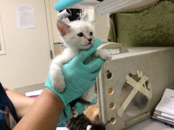 Domestic Short Hair and Siamese Cats Available for Adoption in Riverside, California - A1913196 | PetCurious