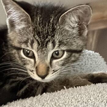 Leo -  Domestic Short Hair and American Shorthair Cat for Adoption in Charlotte, North Carolina - Leo | PetCurious
