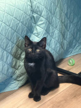 Rescue Domestic Short Hair Cats for Adoption in Mount Laurel Township, New Jersey - Lummox Sailor | PetCurious