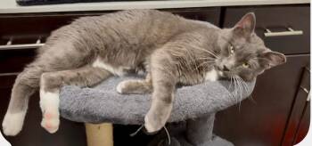 Tuxedo Cats Available for Adoption - Handsome | PetCurious