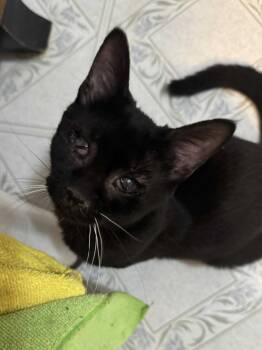 Rescue Domestic Short Hair Cats for Adoption in Littlestown, Pennsylvania - Melody (foster Cat) | PetCurious