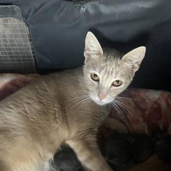 Domestic Short Hair Cats Available for Adoption in Boerne, Texas - Maria | PetCurious