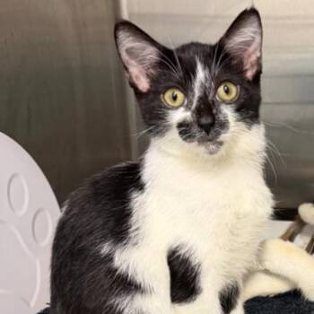 Allie -  Domestic Short Hair Cat for Adoption in Kanab, Utah - Allie | PetCurious