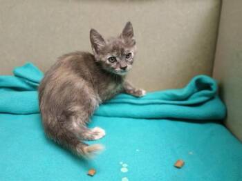A553256 -  Domestic Short Hair Cat for Adoption in Moreno Valley, California - A553256 | PetCurious