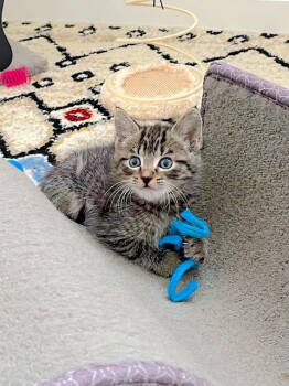 Rescue Domestic Short Hair Cats for Adoption in Fremont, California - COLLIN | PetCurious