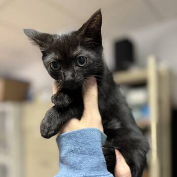 Binks -  Domestic Short Hair Cat Available for Adoption in Columbia, South Carolina - Binks | PetCurious