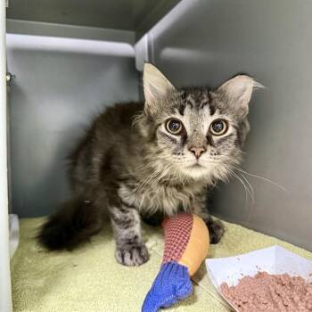 MULTIPLICATION -  Domestic Short Hair Cat for Adoption in Leesburg, Virginia - MULTIPLICATION | PetCurious