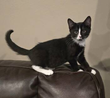 Domestic Short Hair Cats Available for Adoption - Count | PetCurious