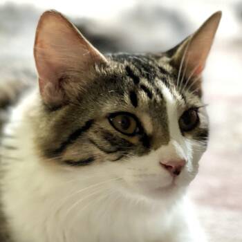 Atticus -  Domestic Medium Hair and Domestic Long Hair Cat for Adoption in Maplewood, New Jersey - Atticus | PetCurious