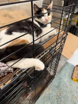 Lady Gaga "Jupiter -  Calico Cat for Adoption in New Braunfels, Texas - Lady Gaga "Jupiter | PetCurious