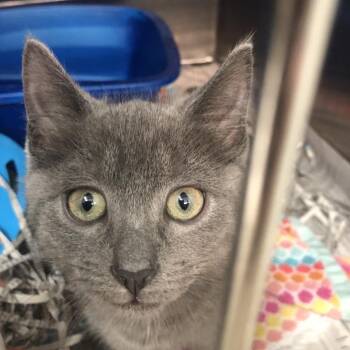 Kitty Astro fka Stu -  Domestic Short Hair Cat for Adoption in Philadelphia, Pennsylvania - Kitty Astro Fka Stu | PetCurious