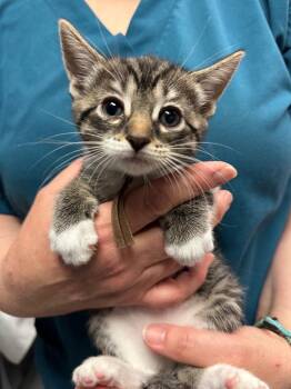 Domestic Short Hair Cats Available for Adoption in Trenton, New Jersey - Bronze | PetCurious