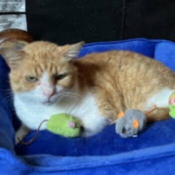 Rescue Domestic Short Hair Cats for Adoption in Cincinnati, Ohio - Parsnip | PetCurious