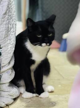 Rescue American Shorthair Cats for Adoption in Weehawken Township, New Jersey - Sylvester | PetCurious