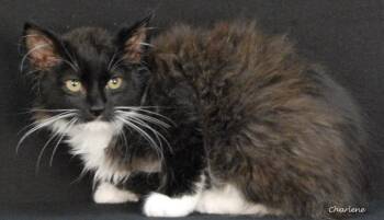 Tiptoe -  Domestic Medium Hair Cat for Adoption in Newland, North Carolina - Tiptoe | PetCurious