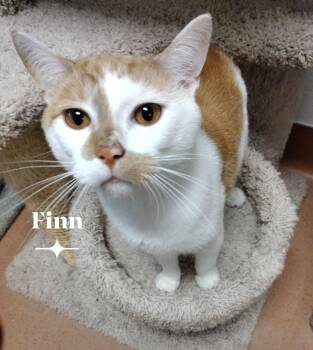 Domestic Short Hair Cats Available for Adoption in Monroe, Ohio - Finn | PetCurious