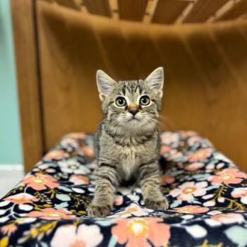 Rescue Domestic Short Hair Cats for Adoption in Fargo, North Dakota - Squiggles--In Foster | PetCurious