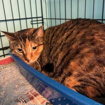Harmini -  Domestic Short Hair Cat for Adoption in Pennsville Township, New Jersey - Harmini | PetCurious