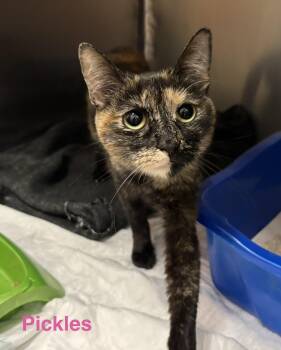 Pickles -  Tortoiseshell Cat for Adoption in Las Vegas, Nevada - Pickles | PetCurious