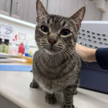 Tumbleweed -  Domestic Short Hair Cat for Adoption in Beaumont, Texas - Tumbleweed | PetCurious