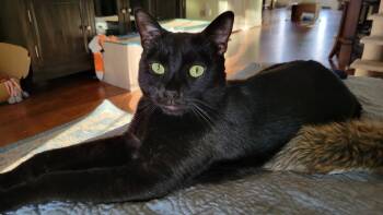 Rescue Domestic Short Hair Cats for Adoption in Cary, North Carolina - Lenny | PetCurious