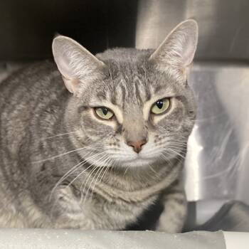 Rescue Domestic Short Hair Cats for Adoption in Palm Springs, California - Cougar | PetCurious