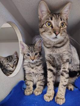 Dylan -  Domestic Long Hair Cat for Adoption in Lincoln, California - Dylan | PetCurious