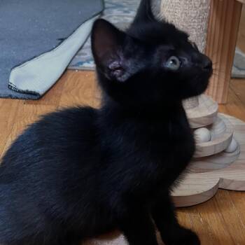 Fred -  Domestic Short Hair Cat for Adoption in East Hanover, New Jersey - Fred | PetCurious