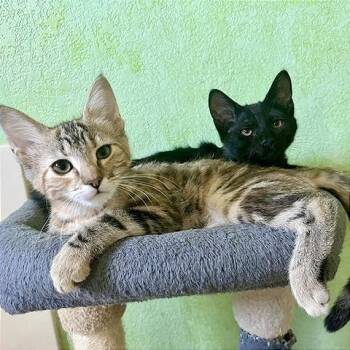 Savannah -  Domestic Short Hair Cat for Adoption in Pleasant Hill, California - Savannah | PetCurious