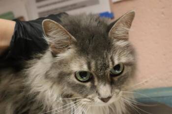 ANGELIQUE -  Domestic Short Hair Cat for Adoption in Columbia, South Carolina - ANGELIQUE | PetCurious