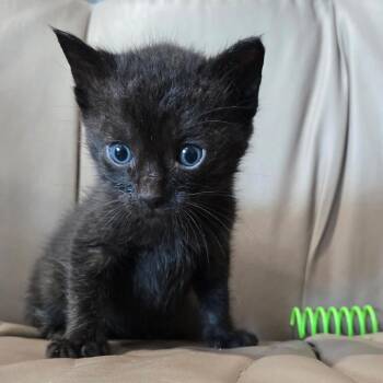 Inkie -  Domestic Short Hair Cat for Adoption in San Pablo, California - Inkie | PetCurious
