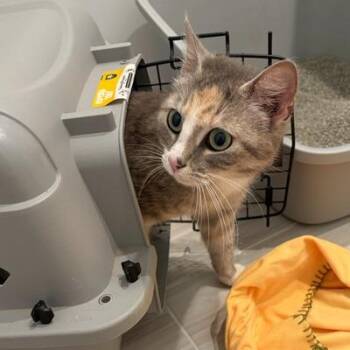 Sophie -  Domestic Short Hair Cat Available for Adoption in Waxhaw, North Carolina - Sophie | PetCurious