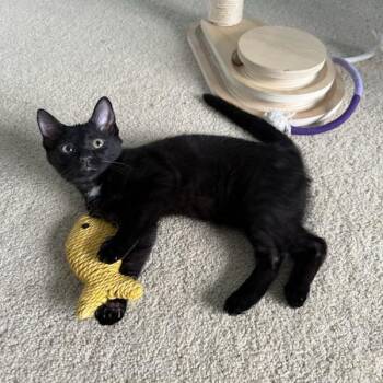 Leaf -  Domestic Short Hair Cat for Adoption in Mastic, New York - Leaf | PetCurious