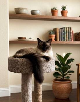 Rocket -  Siamese Cat for Adoption in San Jacinto, California - Rocket | PetCurious