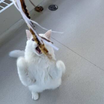 Ilya Rozanov -  Domestic Medium Hair Cat for Adoption in Warwick, Rhode Island - Ilya Rozanov | PetCurious