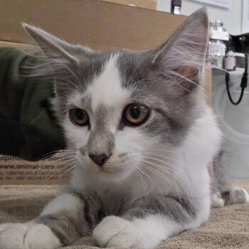 Trader Joe -  Domestic Medium Hair Cat for Adoption - Trader Joe | PetCurious