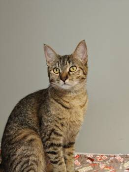 Primrose -  Domestic Short Hair Cat Available for Adoption in New Britain, Connecticut - Primrose | PetCurious