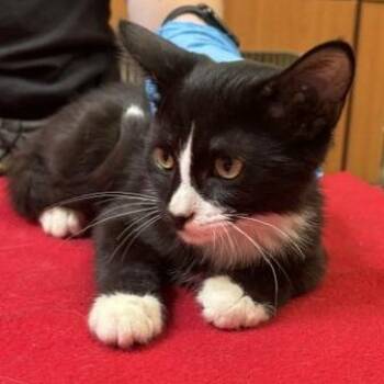 Stevie -  Domestic Short Hair Cat for Adoption in Murray, Utah - Stevie | PetCurious