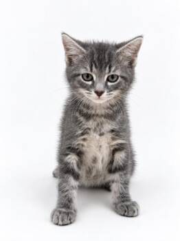 Rembrandt -  Domestic Short Hair Cat for Adoption in Bowling Green, Kentucky - Rembrandt | PetCurious