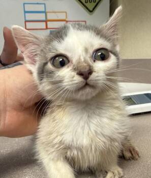 Domestic Short Hair Cats Available for Adoption - Agave | PetCurious