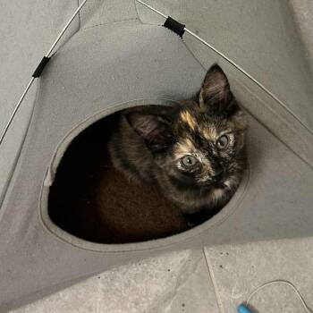 Rescue Domestic Short Hair Cats for Adoption in Victoria, British Columbia - Magenta | PetCurious