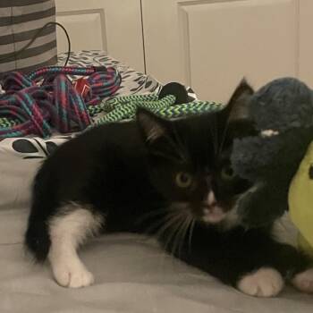 Heavy Arms -  Domestic Medium Hair Cat for Adoption in Fredericksburg, Virginia - Heavy Arms | PetCurious