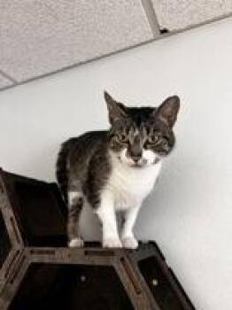 Saki -  Domestic Short Hair Cat for Adoption in Potsdam, New York - Saki | PetCurious